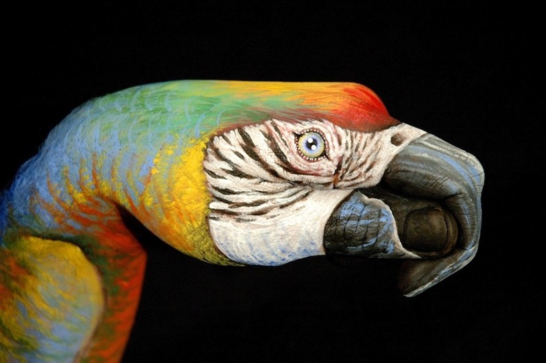 Parrot by Guido Daniele