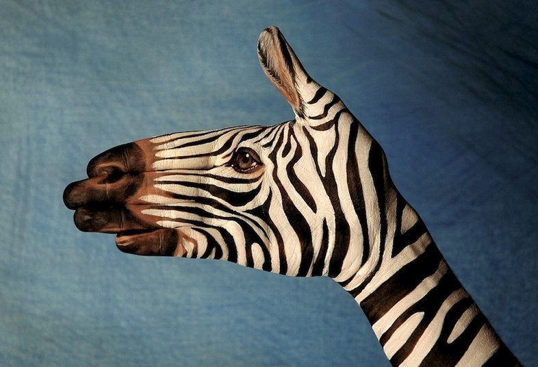 Zebra by Guido Daniele