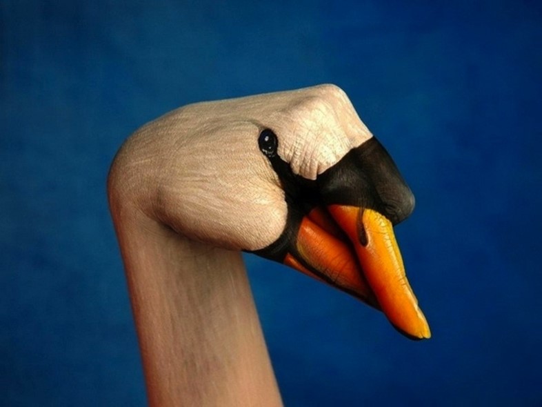 Swan by Guido Daniele