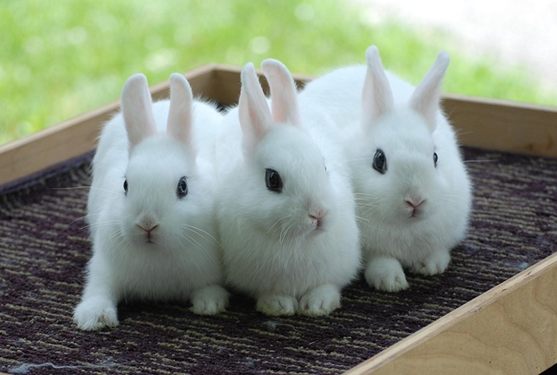 Dwarf Hotot rabbits