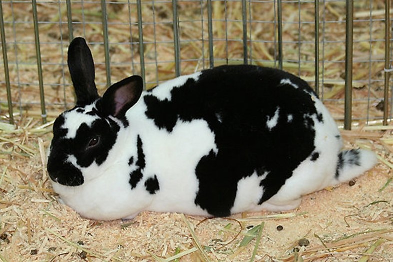 Checkered Giant rabbit