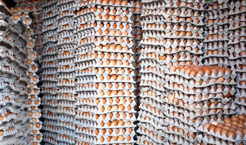 Thousands of eggs for the giant omelette, Haux, France