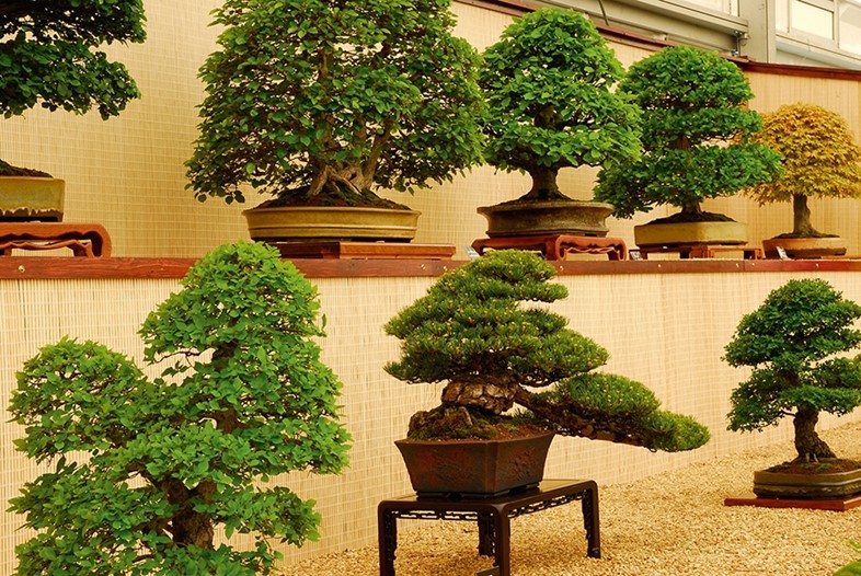 The Federation of British Bonsai Societies stand, 2009