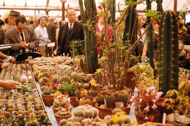 Cacti on display at the Worfield Gardens stand, 1964