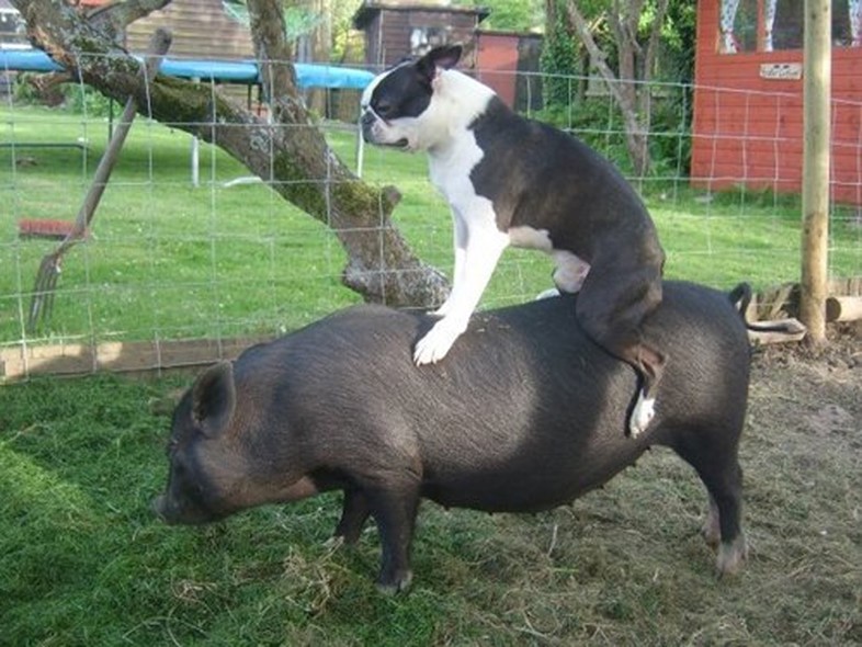 Dog riding pig