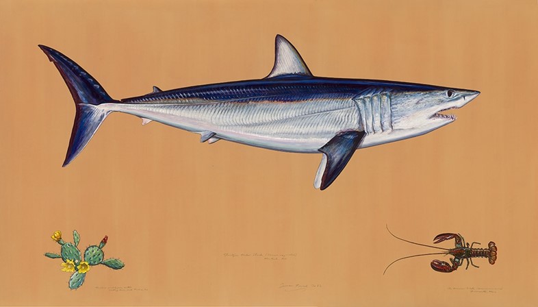 Mako Shark (Isurus oxyrinchus), Montauk, Long Island, New Yo