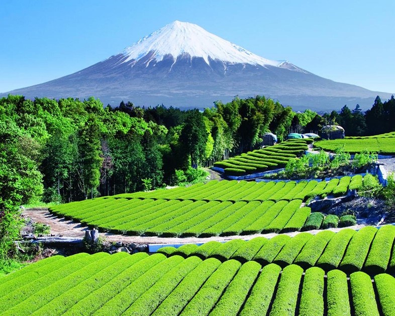 Tea Garden near Mount Fuji, Japan