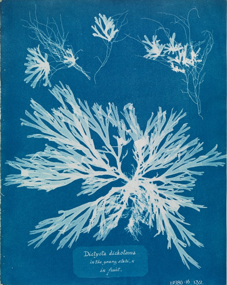 Anna Atkins, Dictyota Dichtoma in the Young State, in Fruit