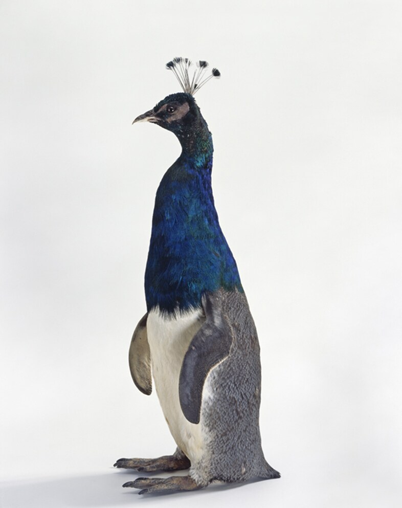 Thomas Grunfeld, Animal Misfit