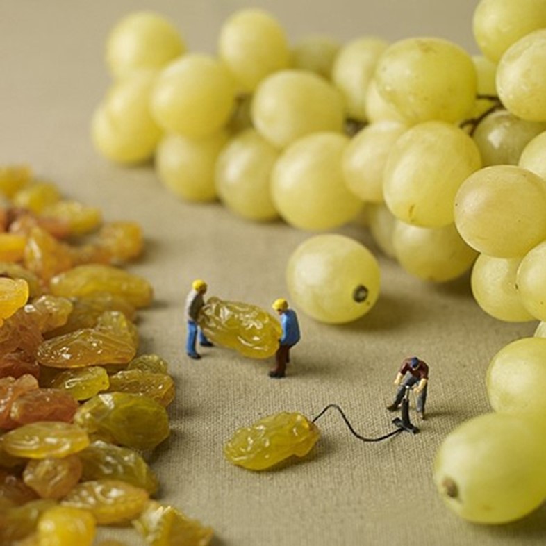 How Grapes Are Made