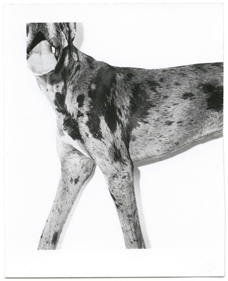 From Dogs by Mark Peckmezian