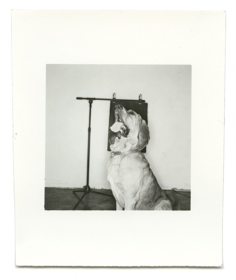 From Dogs by Mark Peckmezian
