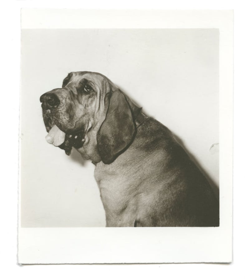 From Dogs by Mark Peckmezian