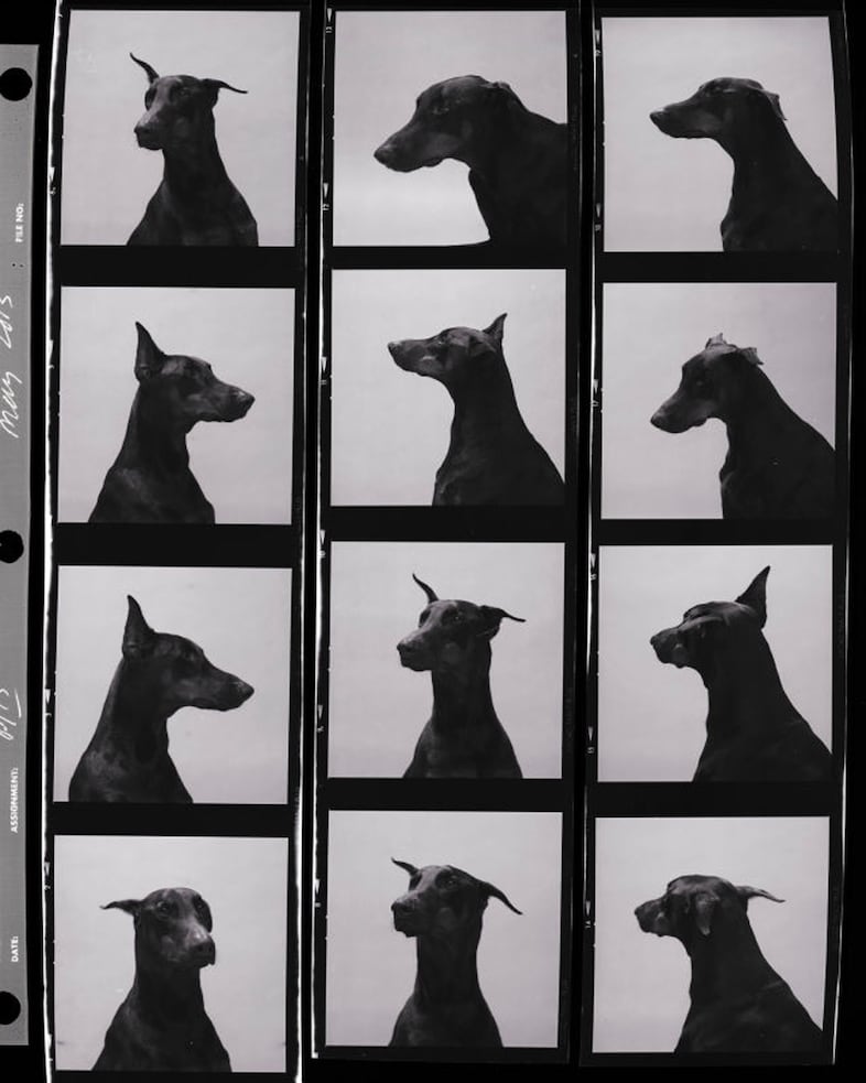 From Dogs by Mark Peckmezian