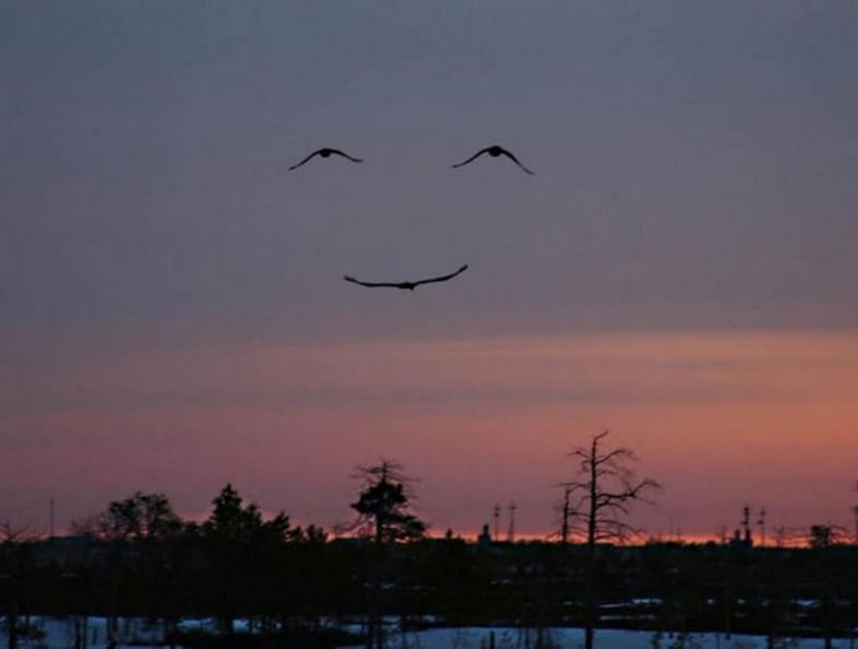 Bird smile