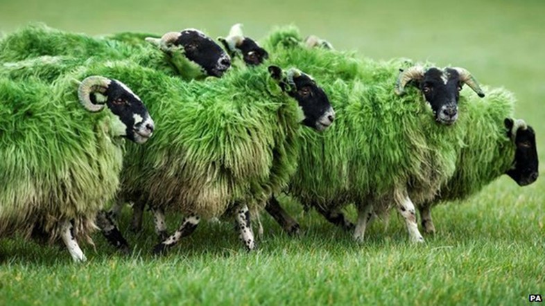 Green sheep