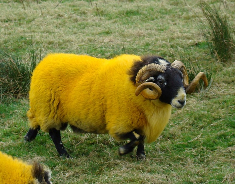 Yellow sheep