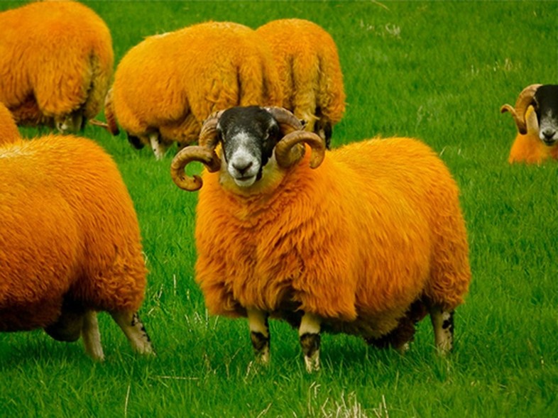 Orange sheep