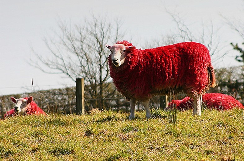 Red sheep