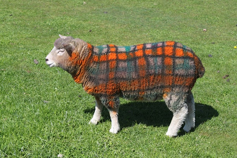 Tartan sheep