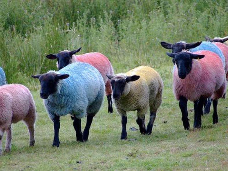 Blue, pink and yellow sheep at Latitude
