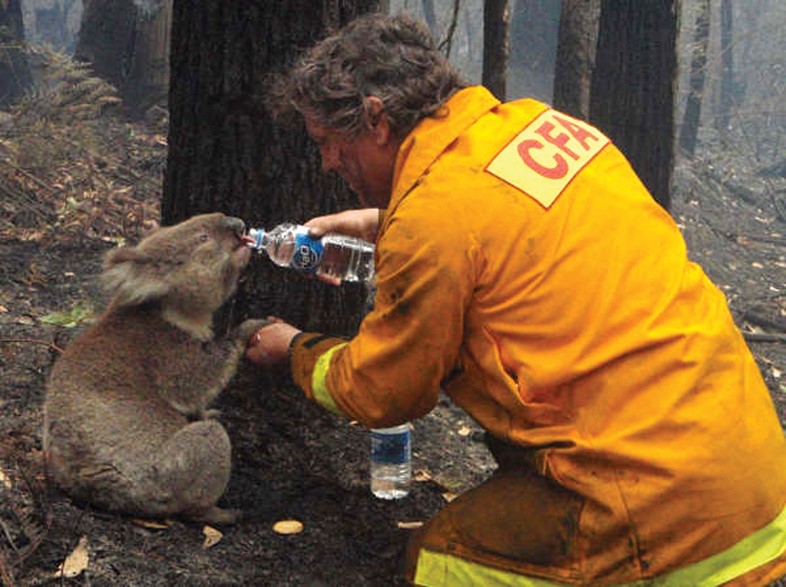 Firefighter feeds water to a koala