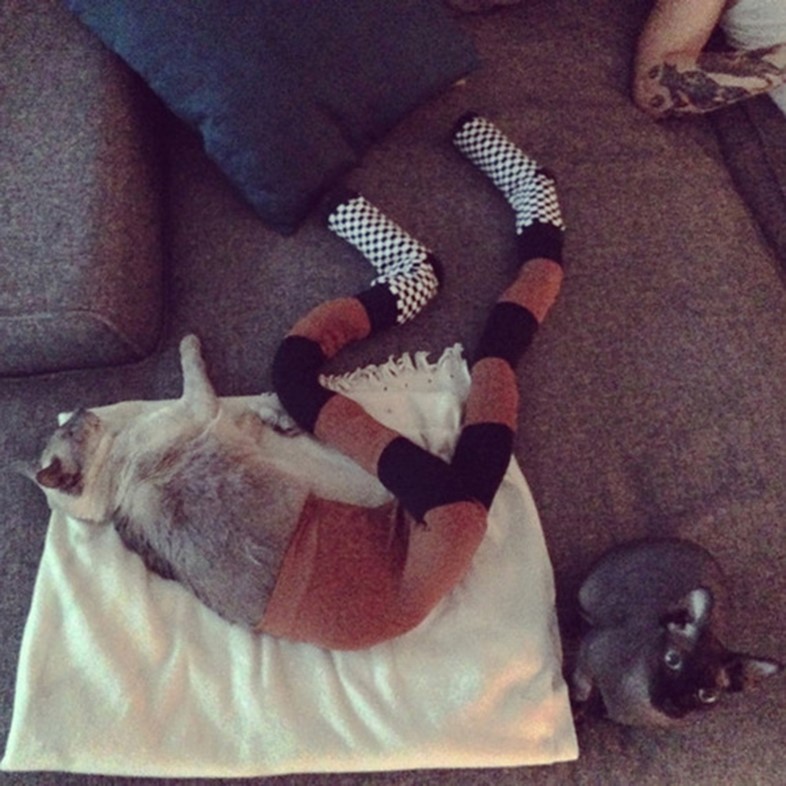 Cats in Tights