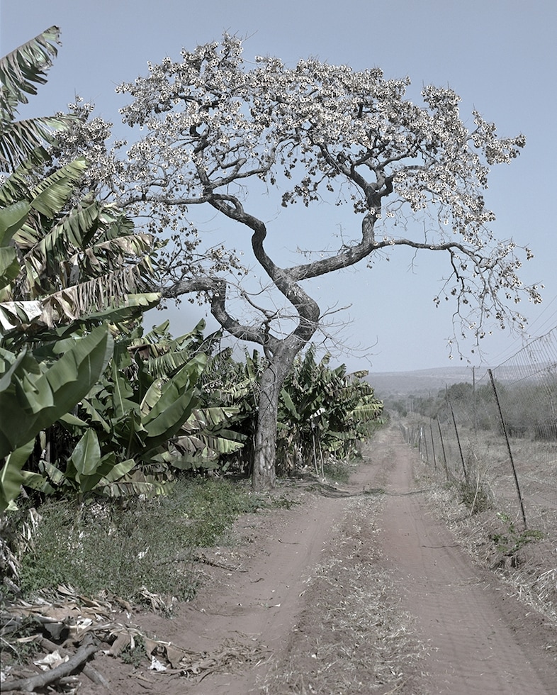 Jackie Nickerson, Bloodwood Tree, 2013