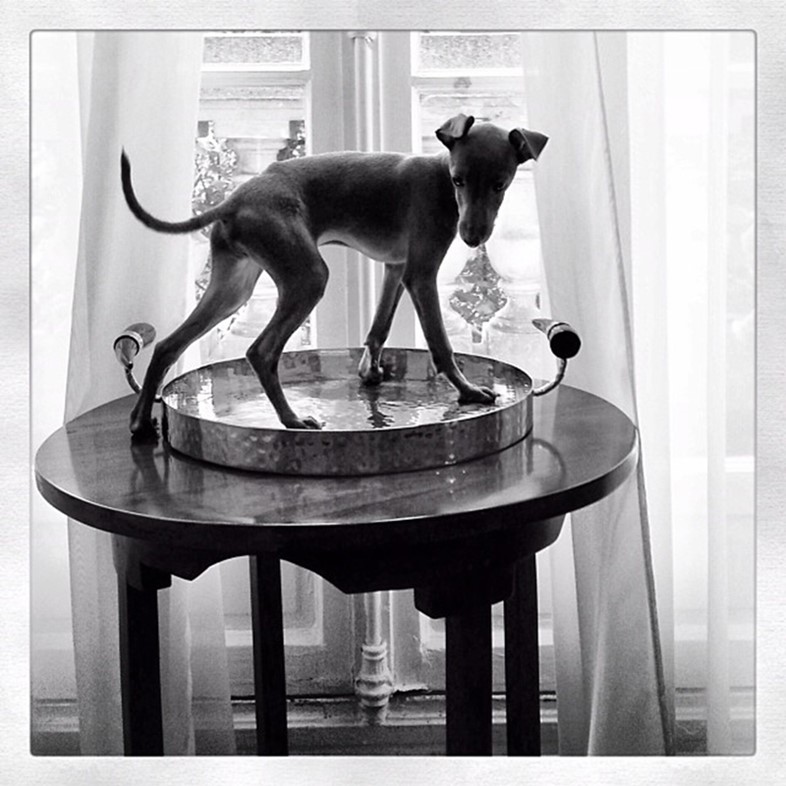Italian greyhound on a table