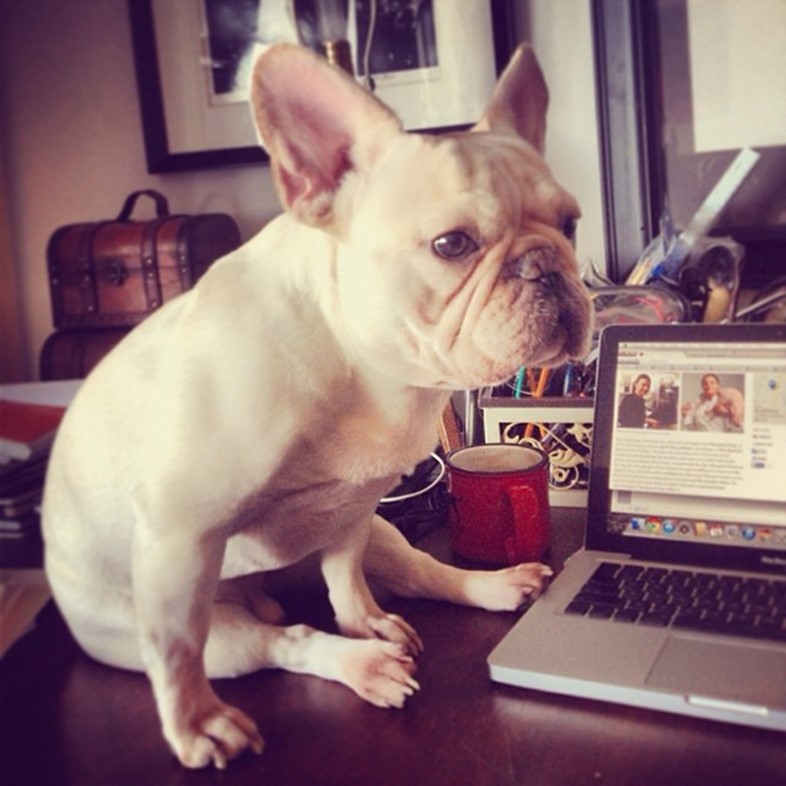 French bulldog on a table