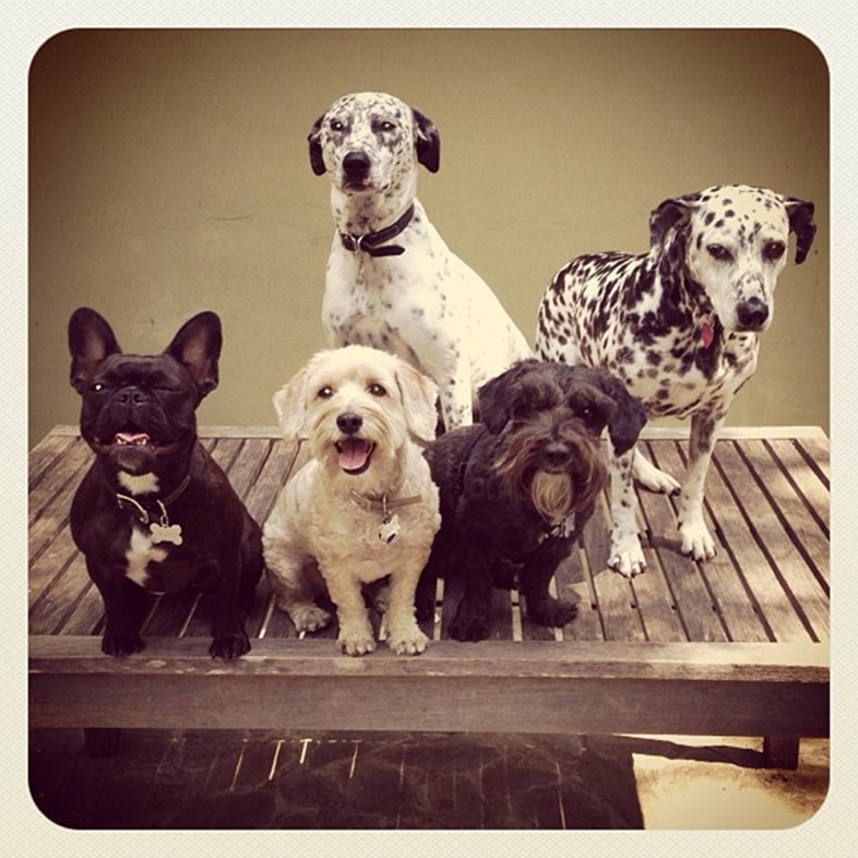 Dalmatians, French bulldog, golden doodle and a schnoodle on