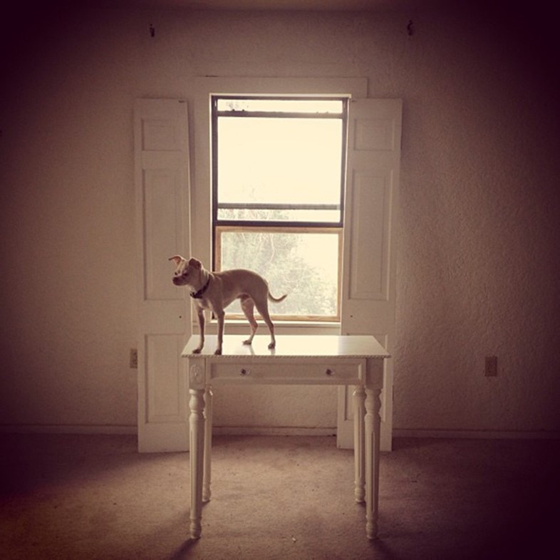 Chihuahua on a table
