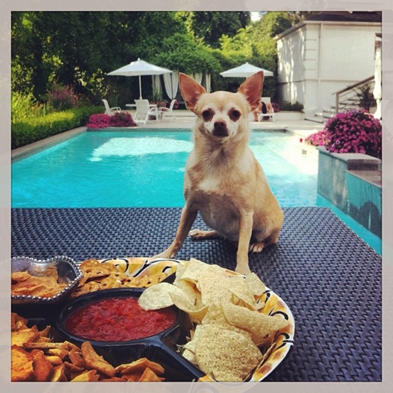 Chihuahua on a table