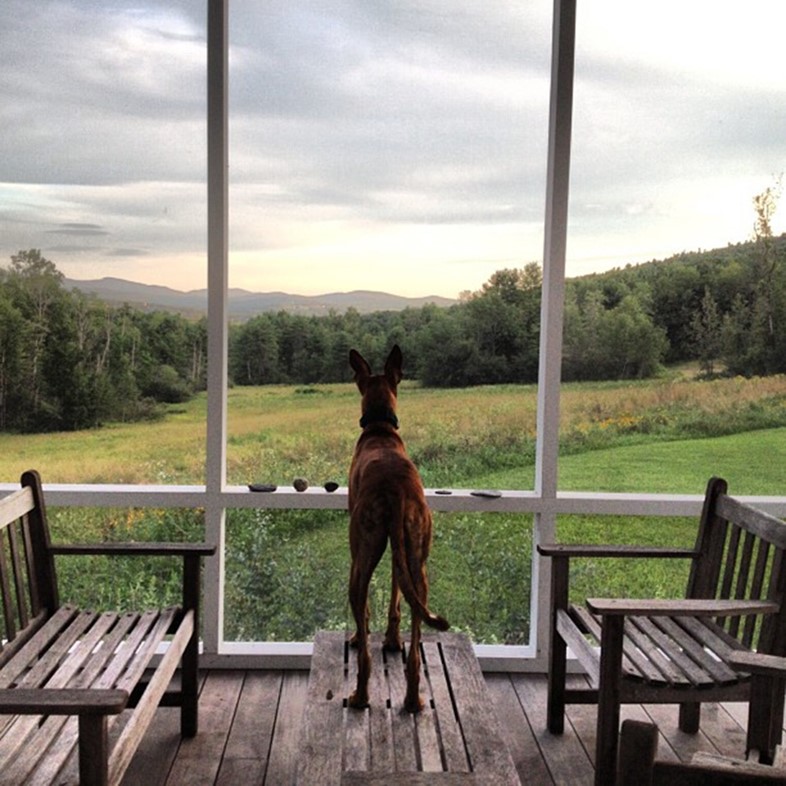 Podenco on a table