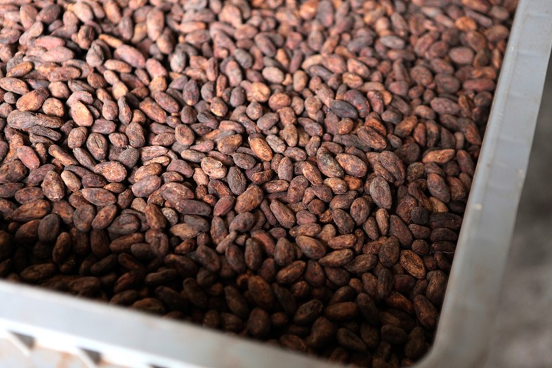 Cocoa beans at the Pierre Marcolini factory