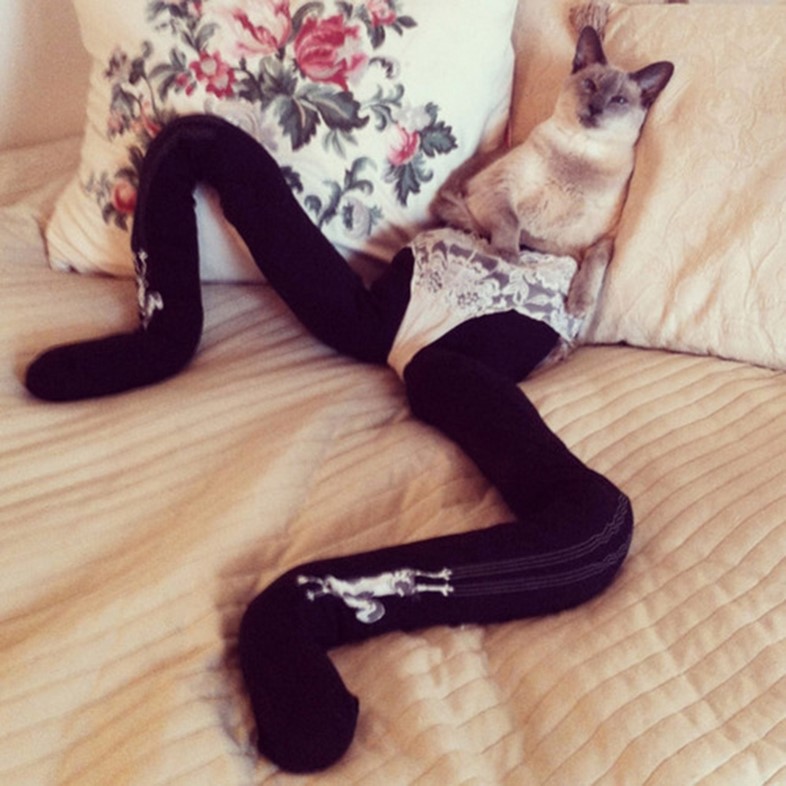 Cat wearing tights