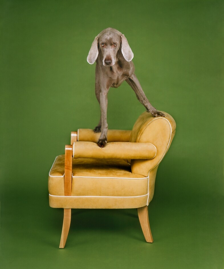Photography by William Wegman