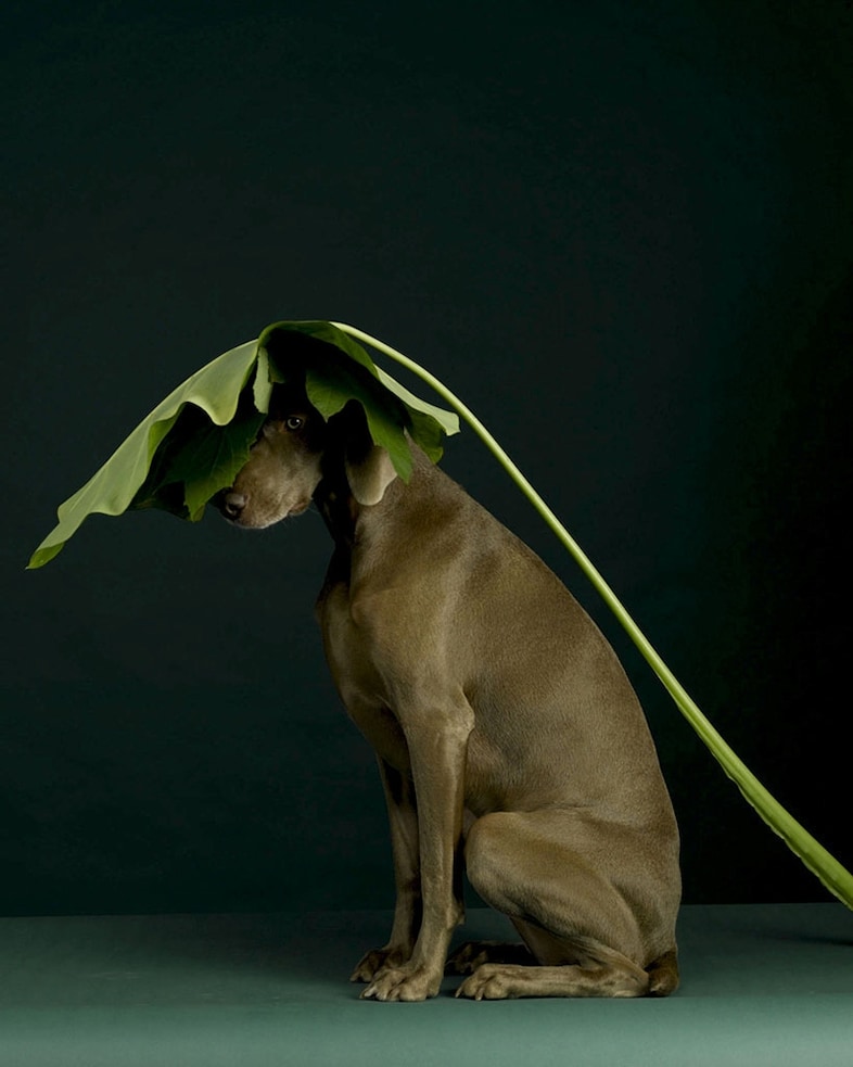 Photography by William Wegman