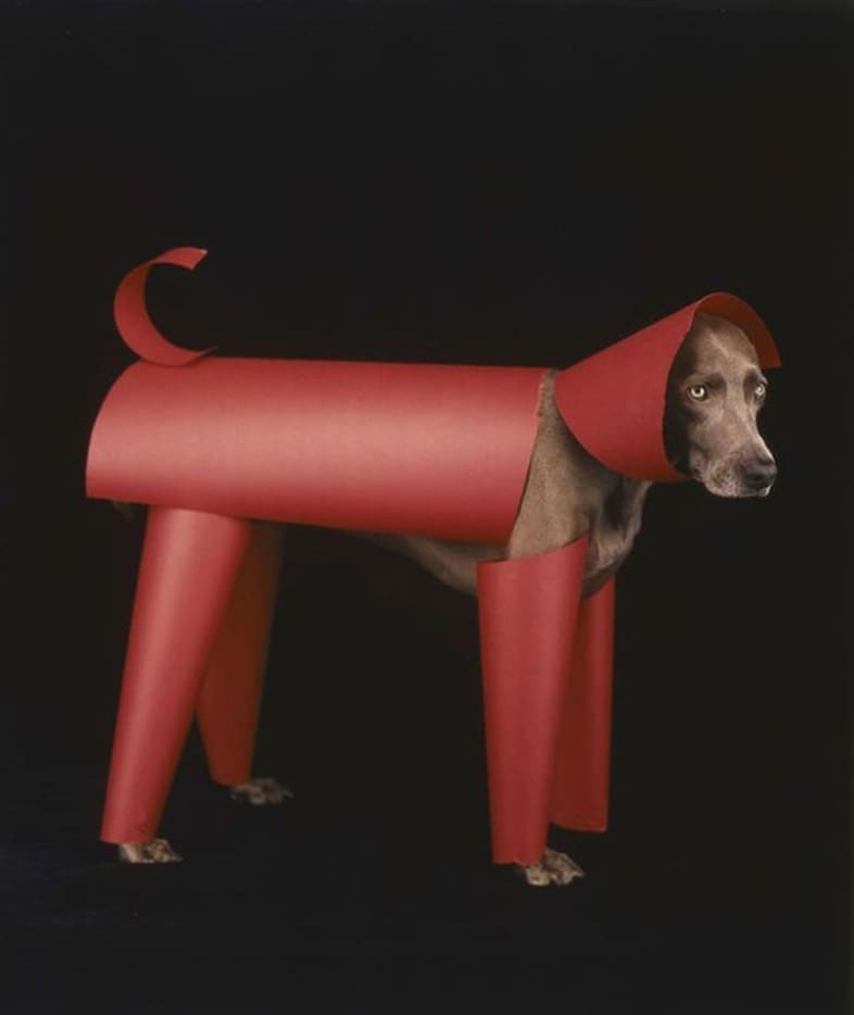 Photography by William Wegman