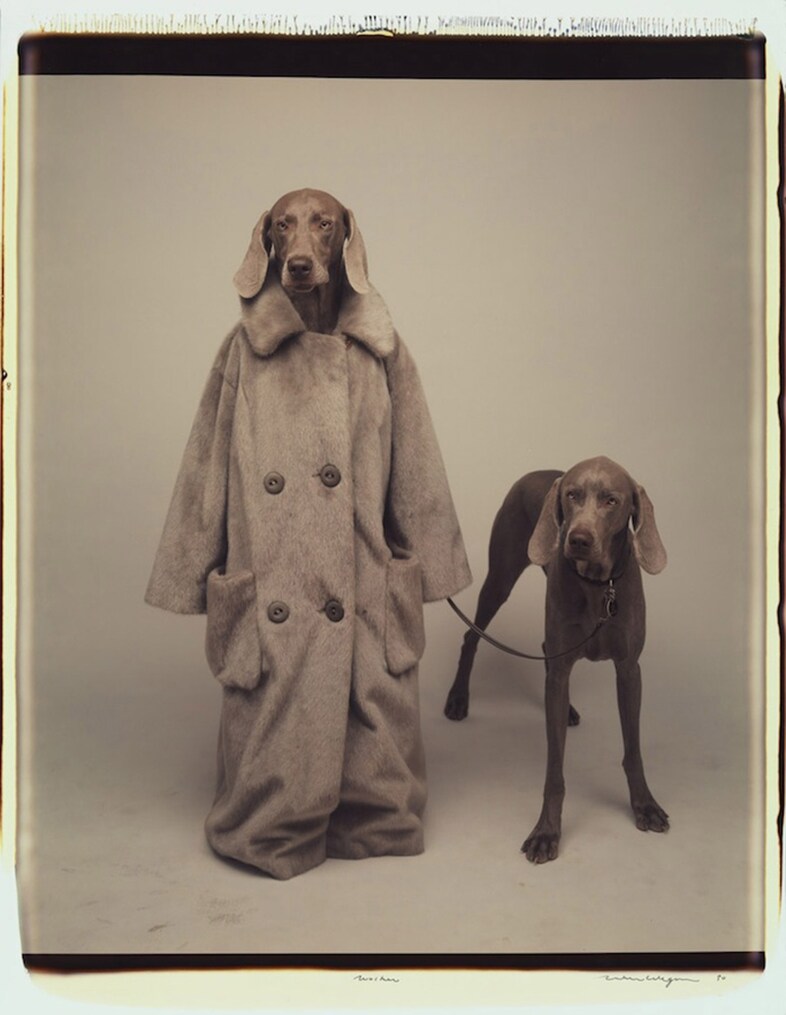 Photography by William Wegman