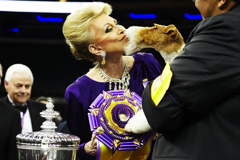 Westminster Kennel Club Best in Show 2014