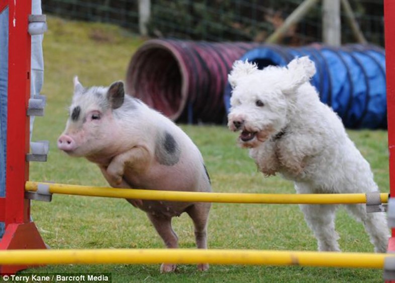 Pig and dog leaping