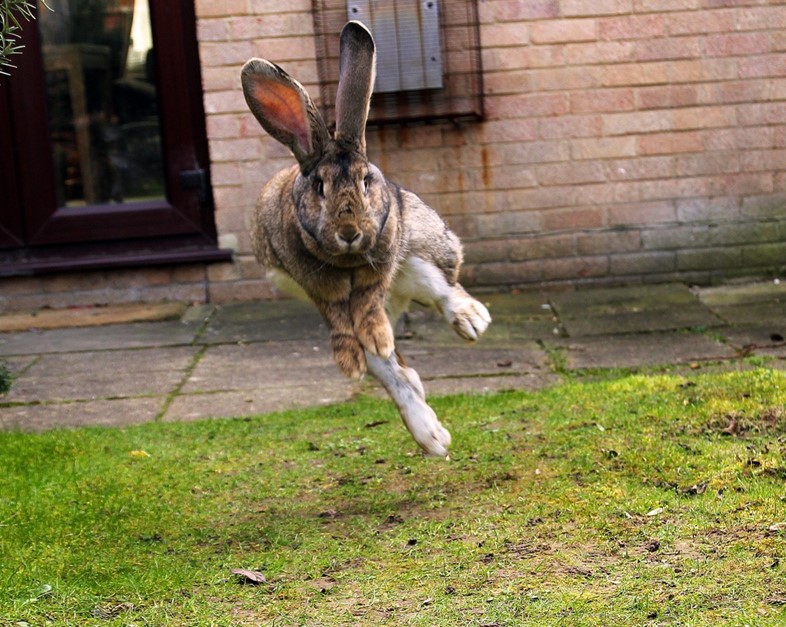 Hare leaping