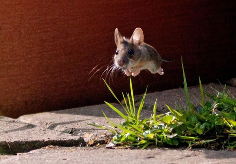 Mouse leaping