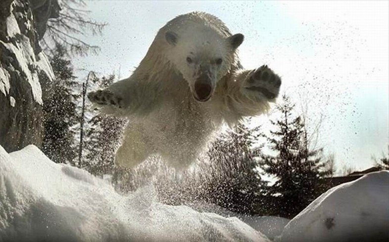 Polar bear leaping