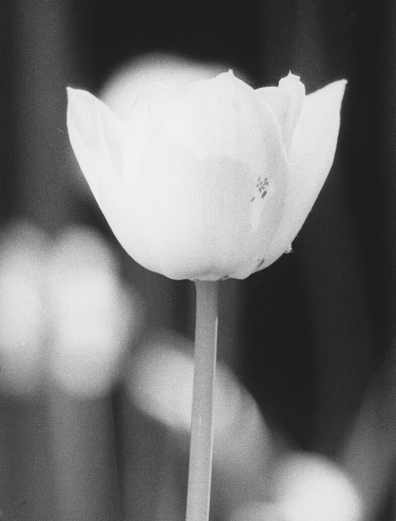 Physiologus (aphids on a tulip), 2013, by Jochen Lempert