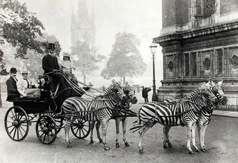 Lord Rothschild with his famed zebra-drawn carriage