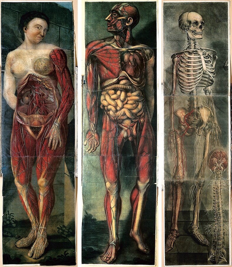 Three plates from the first full-colour anatomical atlas – J