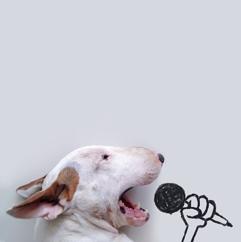 Karaoke Bull Terrier