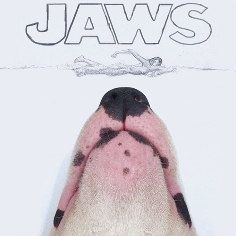 Jaws the Bull Terrier
